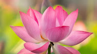 Pink Lotus,  Flower mobile Wallpaper
