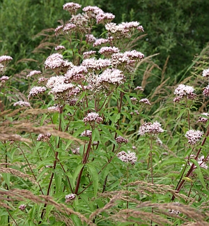 Gemeiner Wasserdost - Eupatorium cannabinum