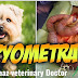 Pyomrtra In Dogs-Maaz veterinary Doctor