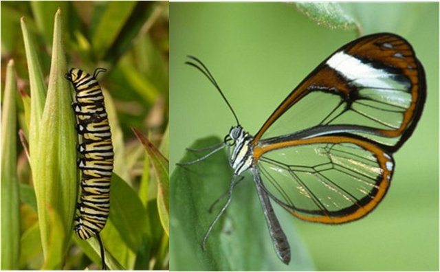 El Rincon De Gundisalvus De Oruga A Mariposa
