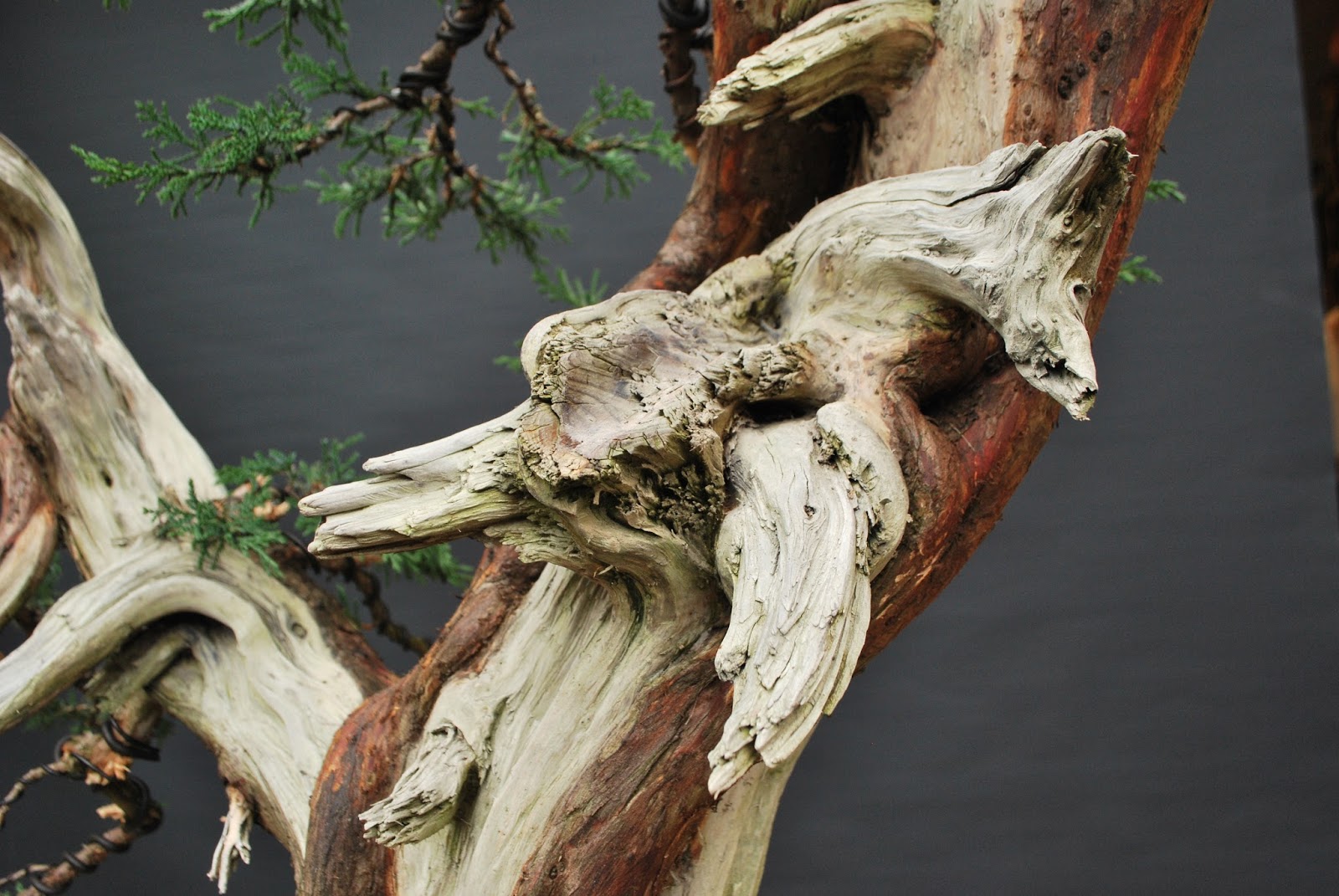 Bonsai Moravia Blog VIRGINIANA JUNIPER "THE SNAKE CHARMER" UPDATE 2017