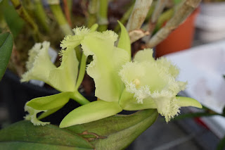 , Visita alle serre di Giulio Celandroni, diarid'orchidee