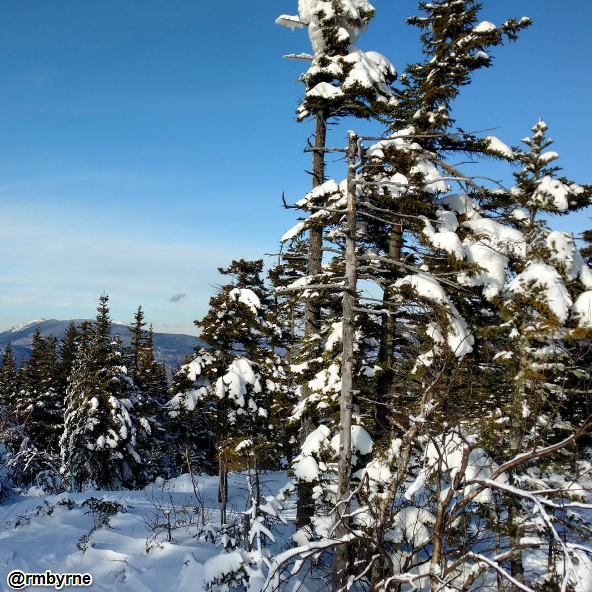 Free Technology for Teachers How Trees Survive The Winter