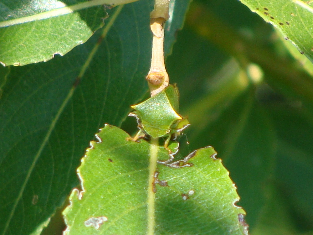 Bugs from Romania Stictocephala bisonia