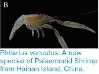 http://sciencythoughts.blogspot.co.uk/2016/09/philarius-venustus-new-species-of.html
