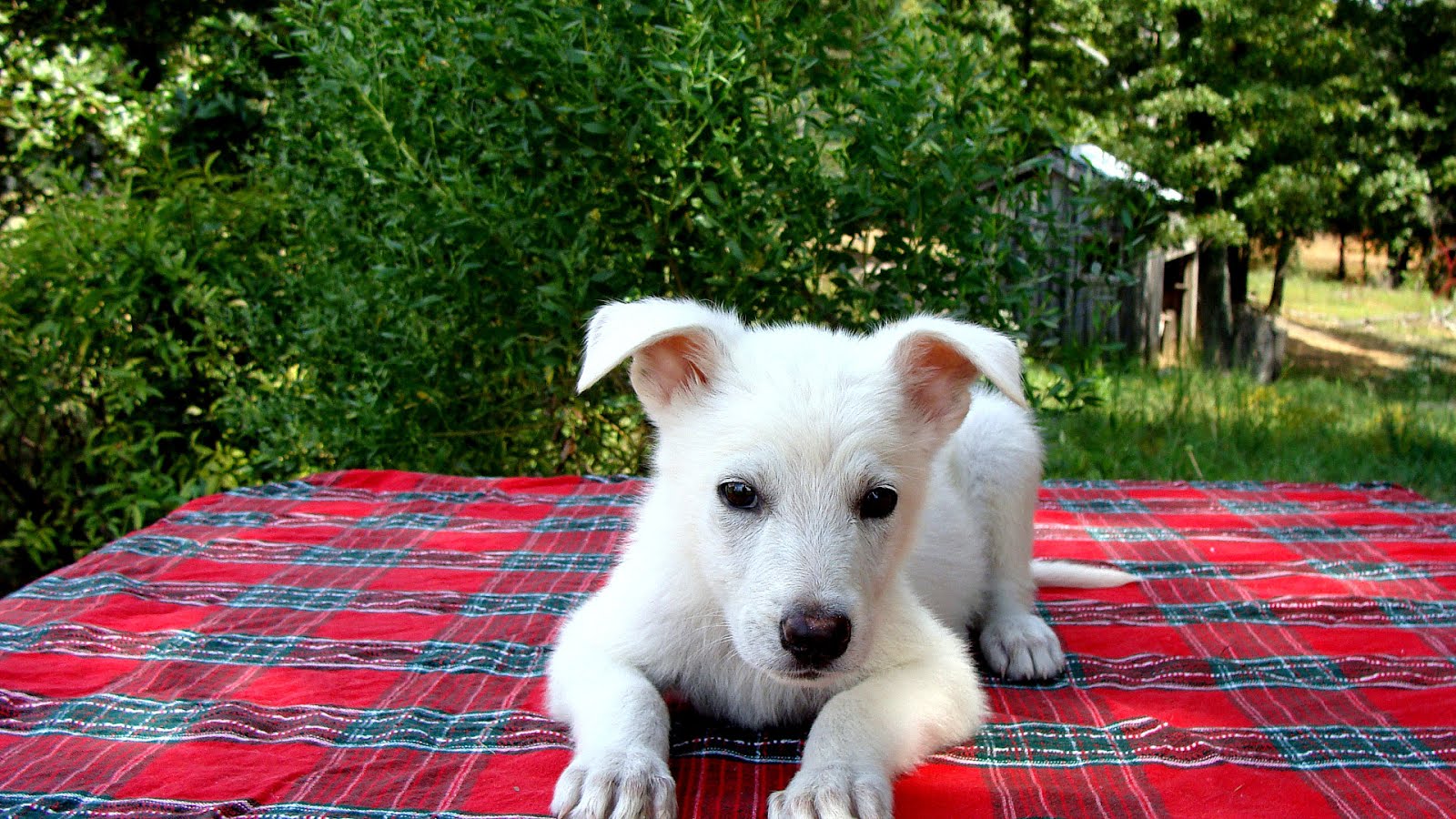Albino German Shepherd Puppies For Sale German Choices Albino German Shepherd Puppies For Sale German Choices