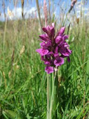 Heath Spotted-orchid