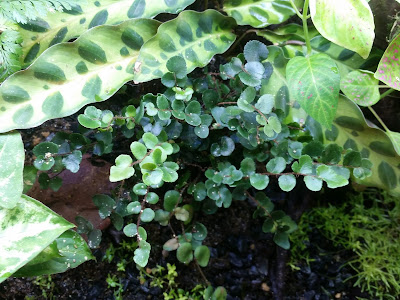 Calathea Lancifolia ins and Button fern - Suitable Paludarium Plants