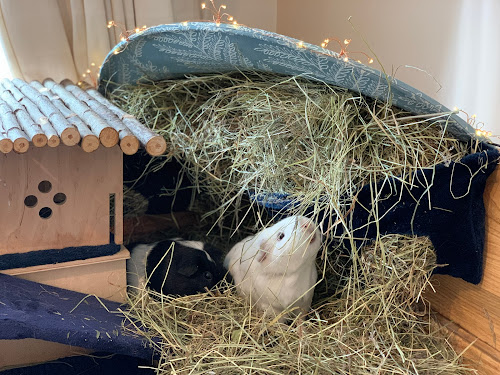 My Ultimate Guinea Pig Hay Corner | Craft me Happy!: My Ultimate Guinea ...