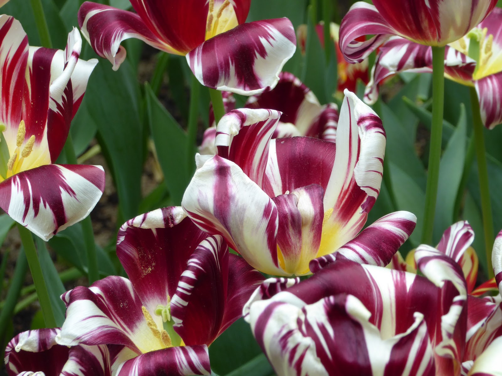 devotions-for-gusties