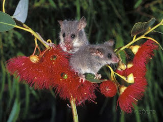 o maravilhoso mundo dos animais marsupiais