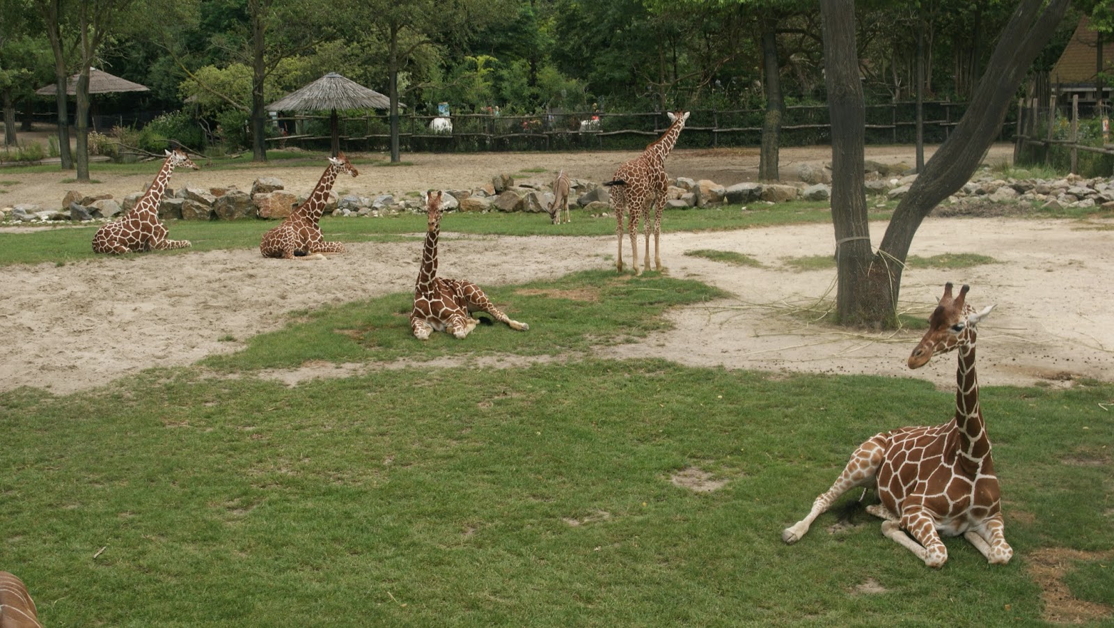 The Incredibles Diergaarde Blijdorp The biggest zoo in Europe.