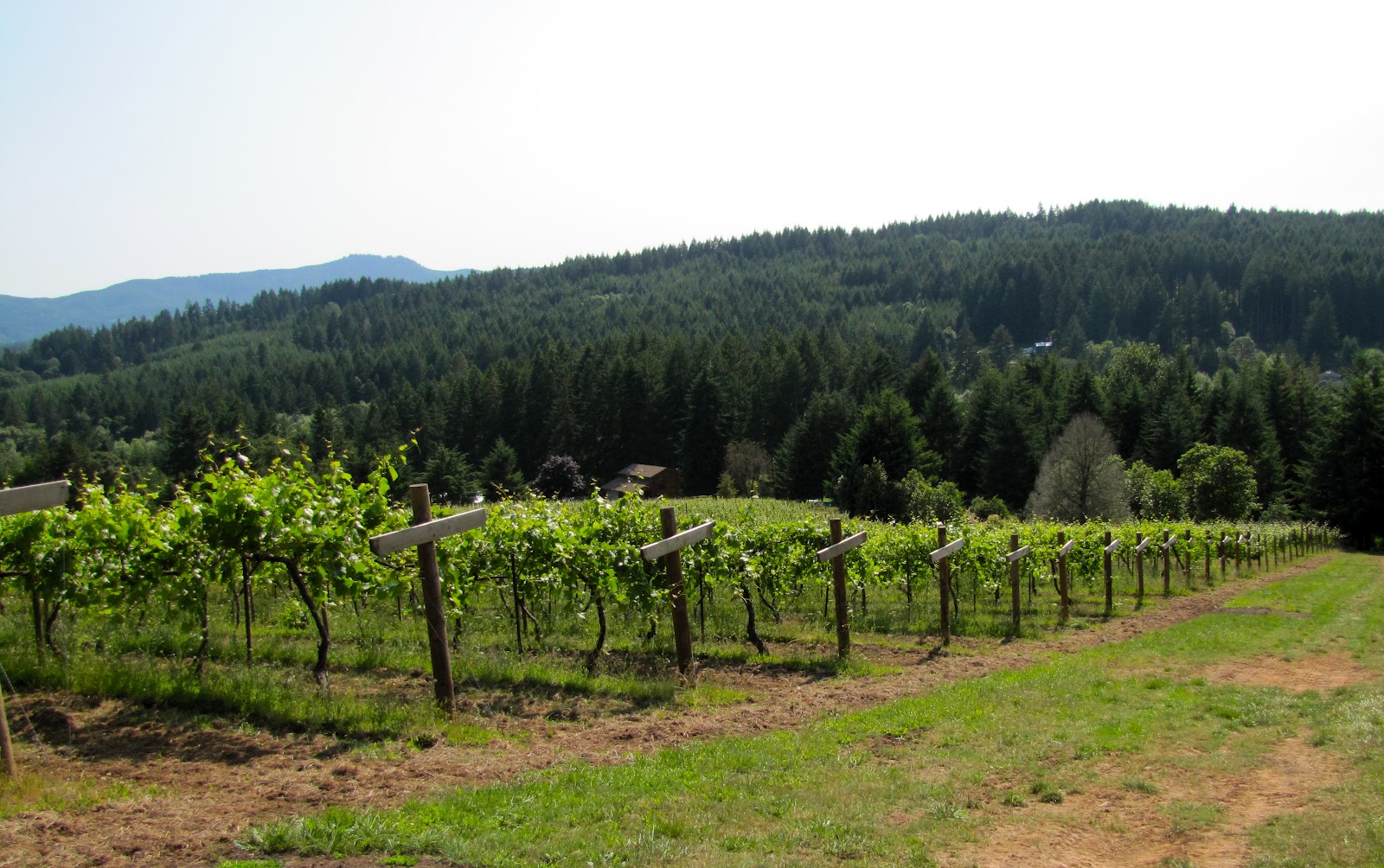 The Oregon Winery Review Southern Willamette Valley’s Oldest Winery LaVelle Vineyards in