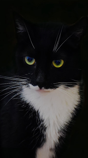 Black cat on a black background