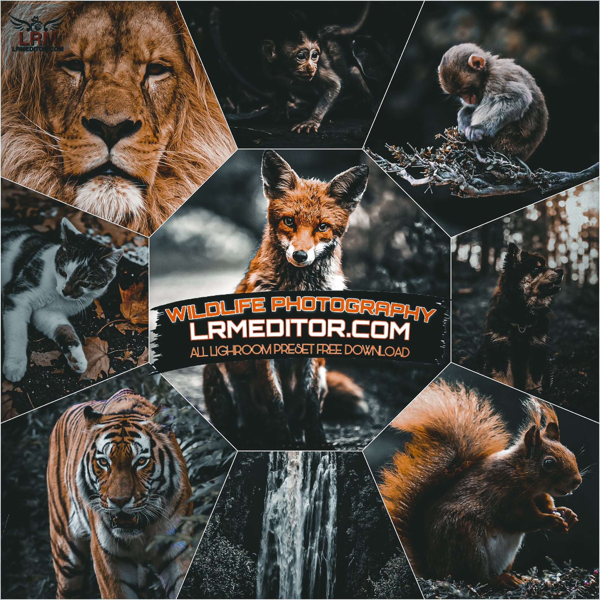 animal picture
wildlife picture
image animals, nature, trees, mountains, rivers, waterfalls, and wildlife
tiger photos wallpaper
cat 
best Lightroom presets free download
dng raw