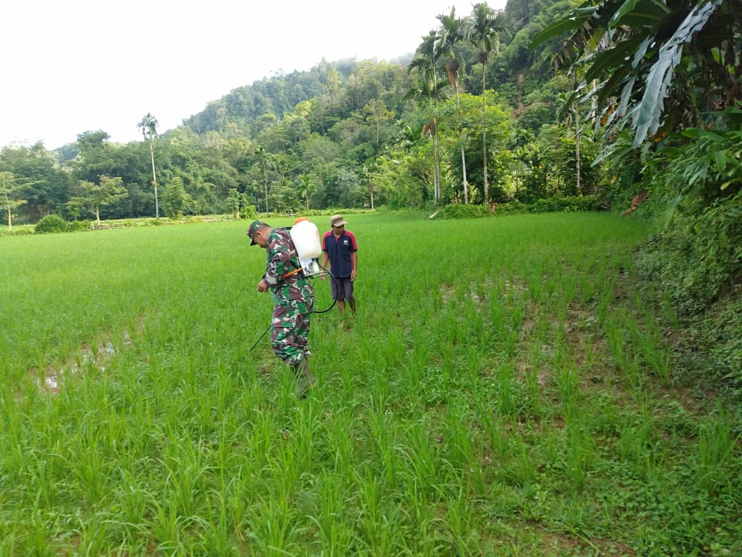 Babinsa Dampingi Petani Rawat Tanaman Padi