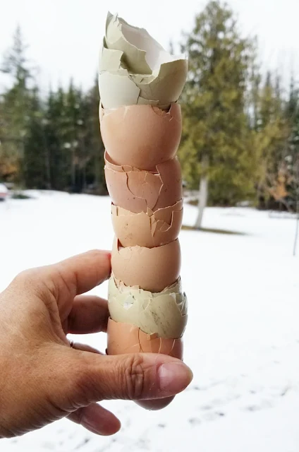 stack of eggshells in winter