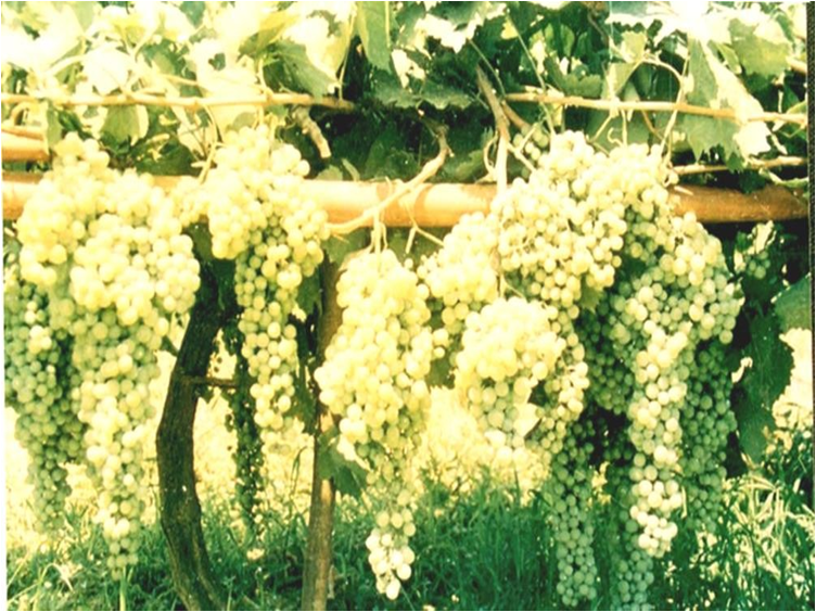 . Grapes Training & Pruning