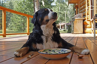 alt="perro esperando su comida"