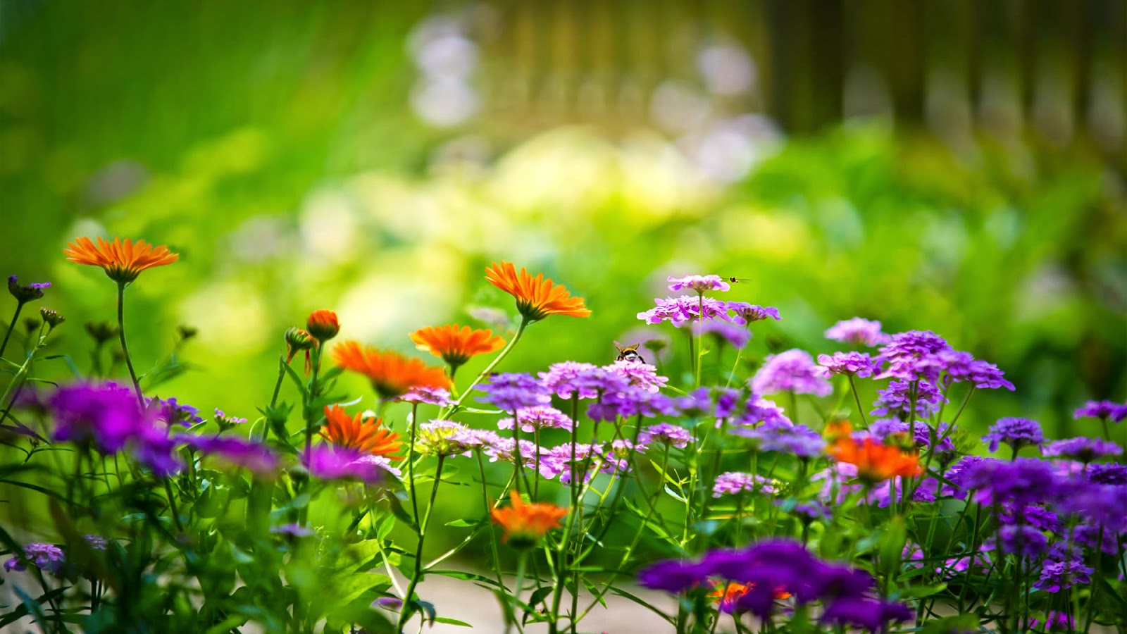 Beautiful Flower Wallpapers in HD HD Wallpapers High