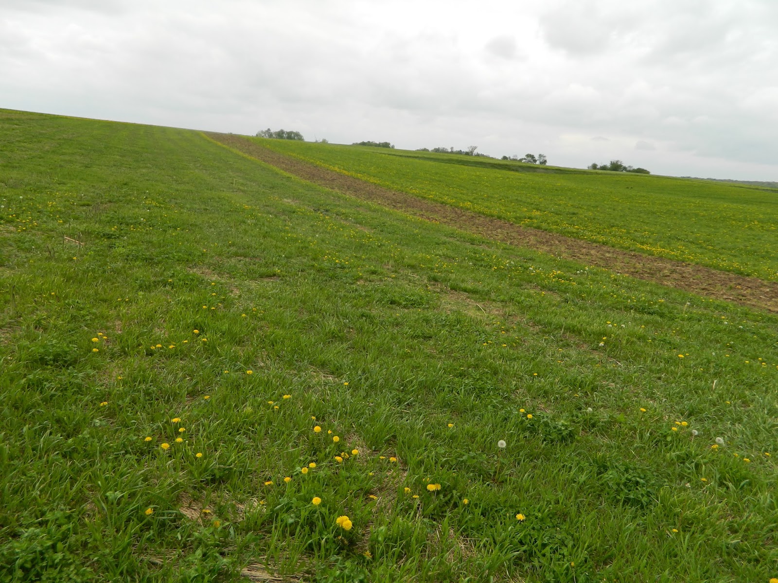 Weed Management Options for Asparagus