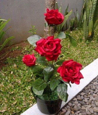 gambar bunga mawar 83