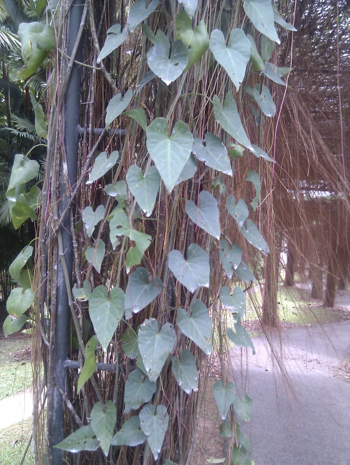 Plants found in Singapore Cissus verticillata
