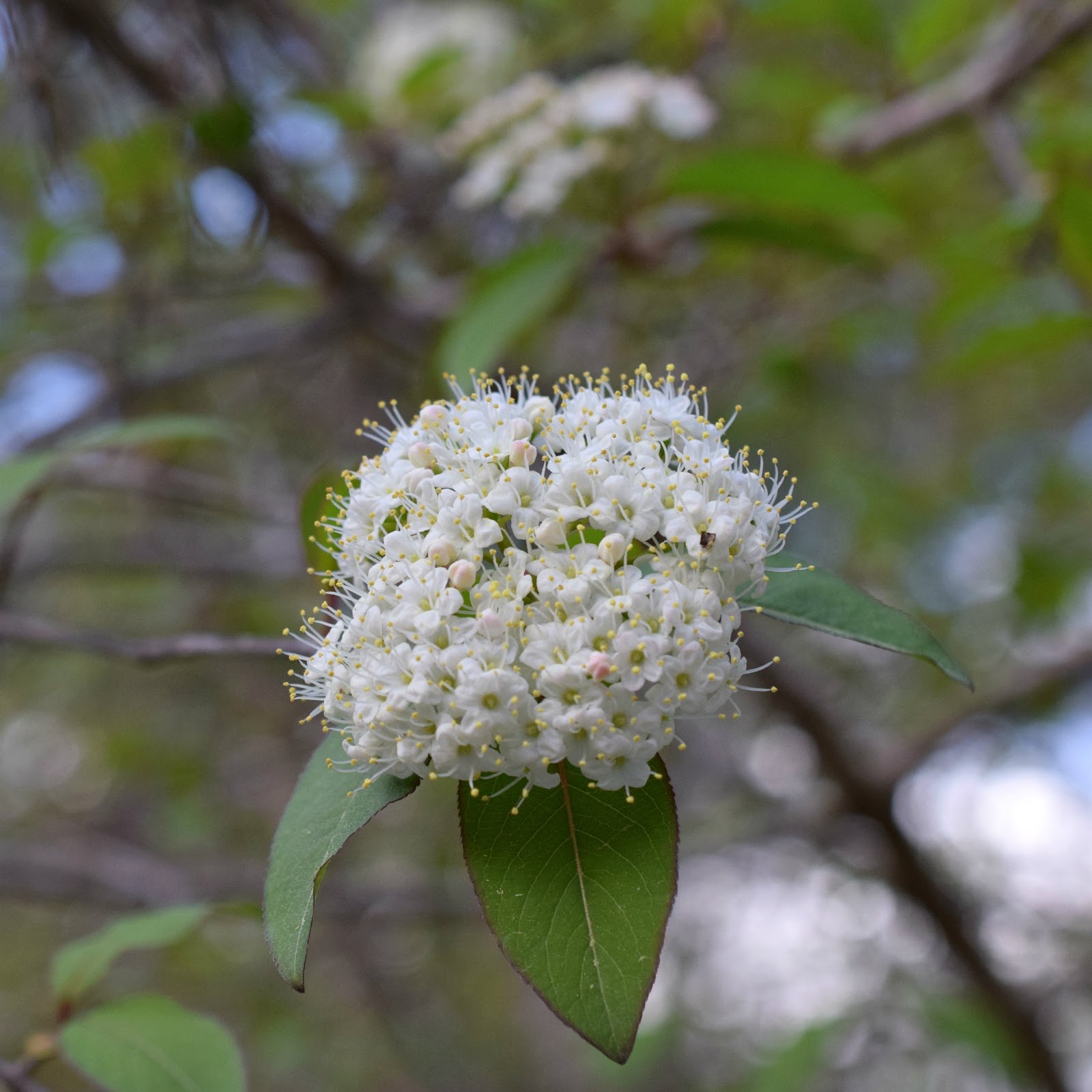 Using Native Plants AlterNATIVE Native Choices Instead of
