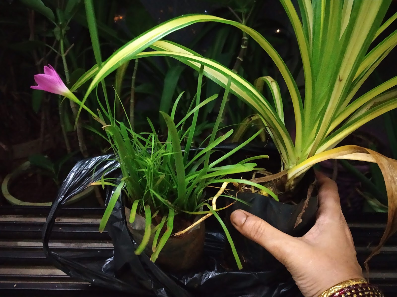 Garden Care Simplified Excoecaria cochinchinensis Bicolour Variegated