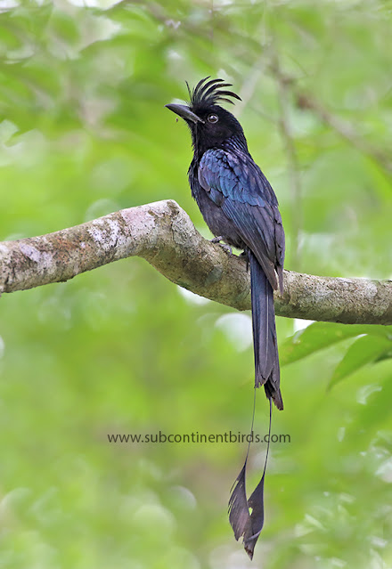 greater racket-tailed drongo