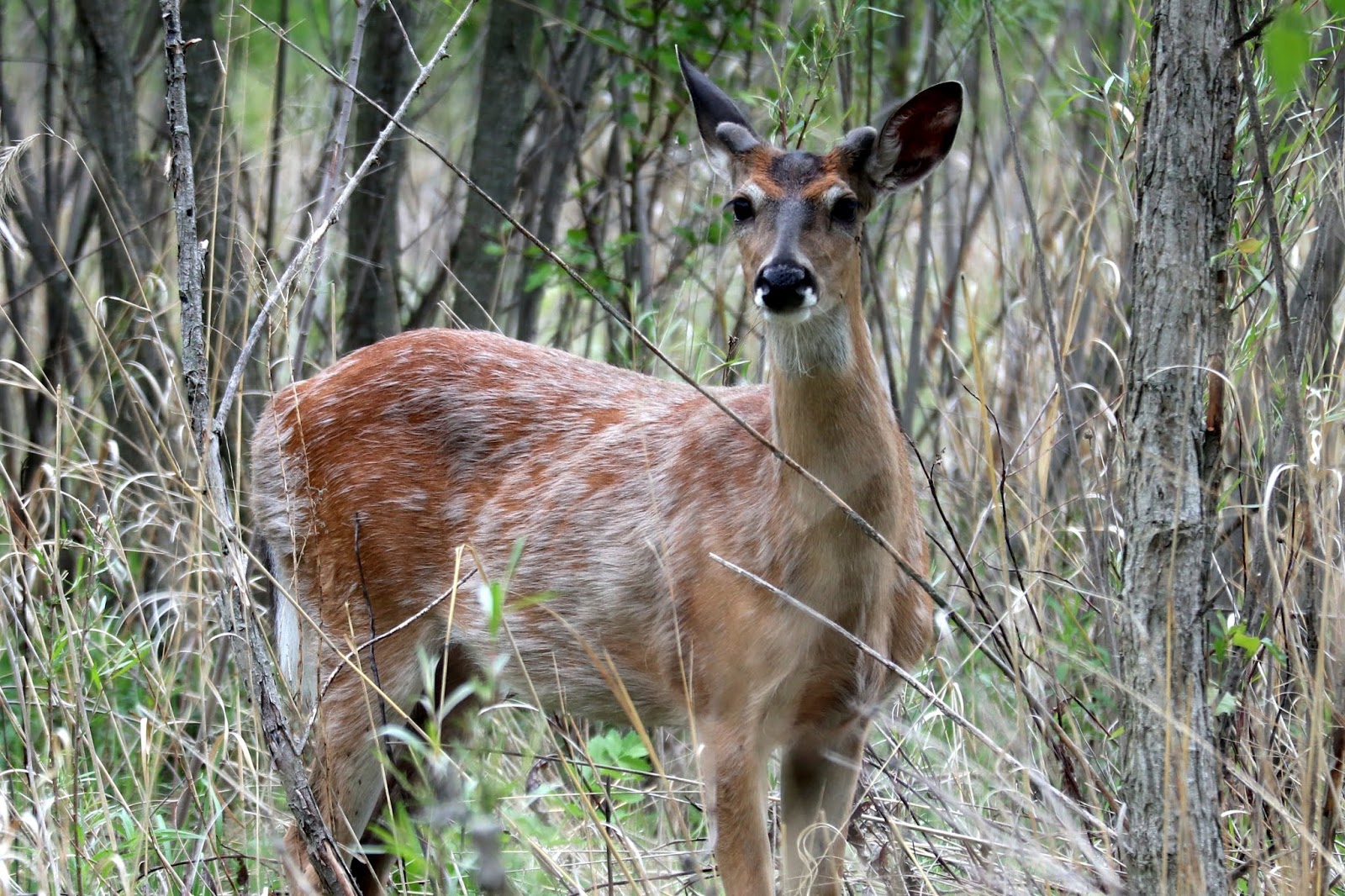 Reflections Ada Hayden Heritage Park May 22, 2018 Deer Gazing