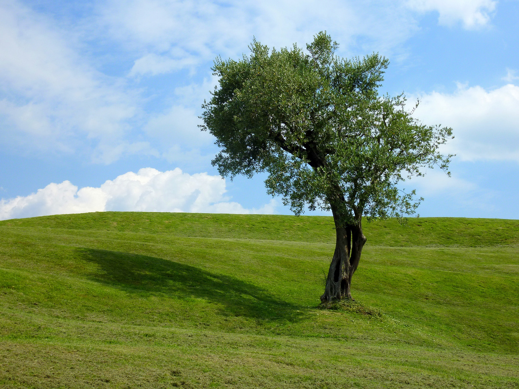 Zeytin Ağacı Duvar Kağıtları Olive Wallpapers Tam35 Zeytin Ağacı Duvar Kağıtları Olive Wallpapers Tam35