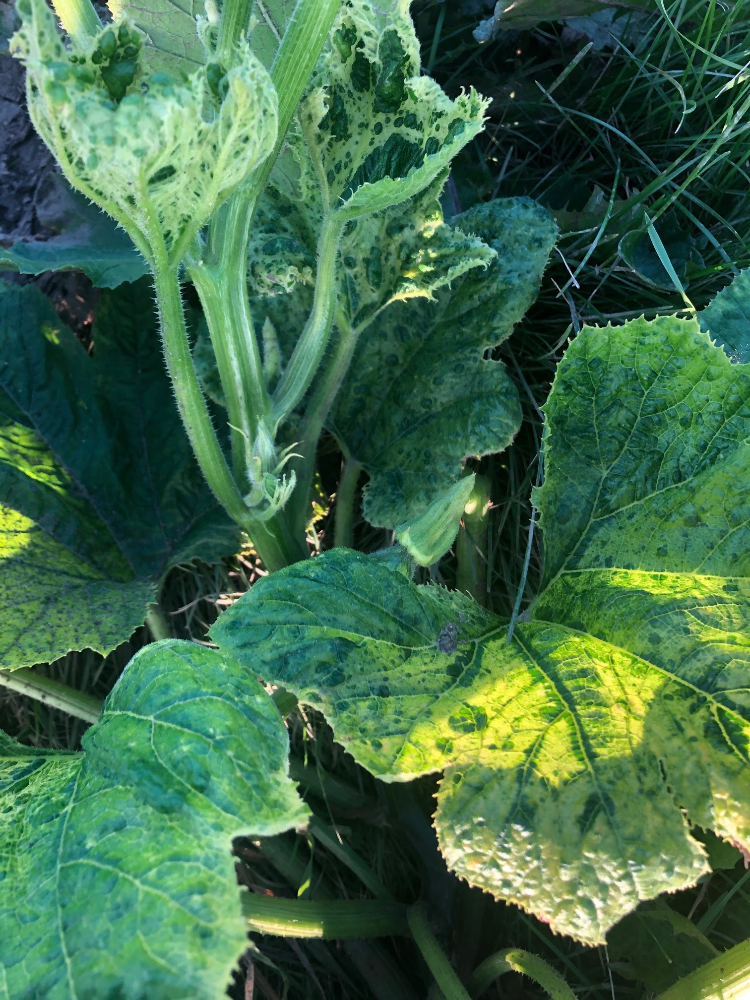 What to do if you suspect a virus in your squash or melons during harvest