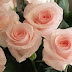 صور ورود جميلة احلى صور ورود