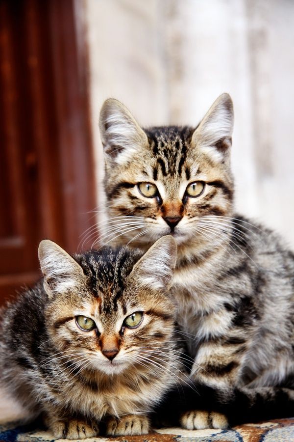 Top 10 Cat Breeds For Bussy Couples