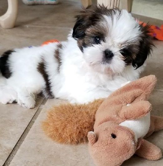 Shih Tzu Breeders in Florida Puppies for Sale Devalon ShihTzu Puppies