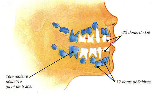 الأسنان اللبنية والأسنان الدائمة - وقت خروجها في الفم واهميتها