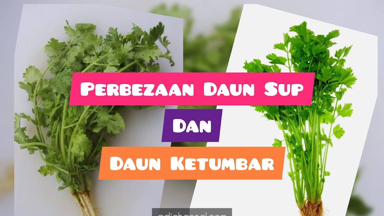 Daun sup