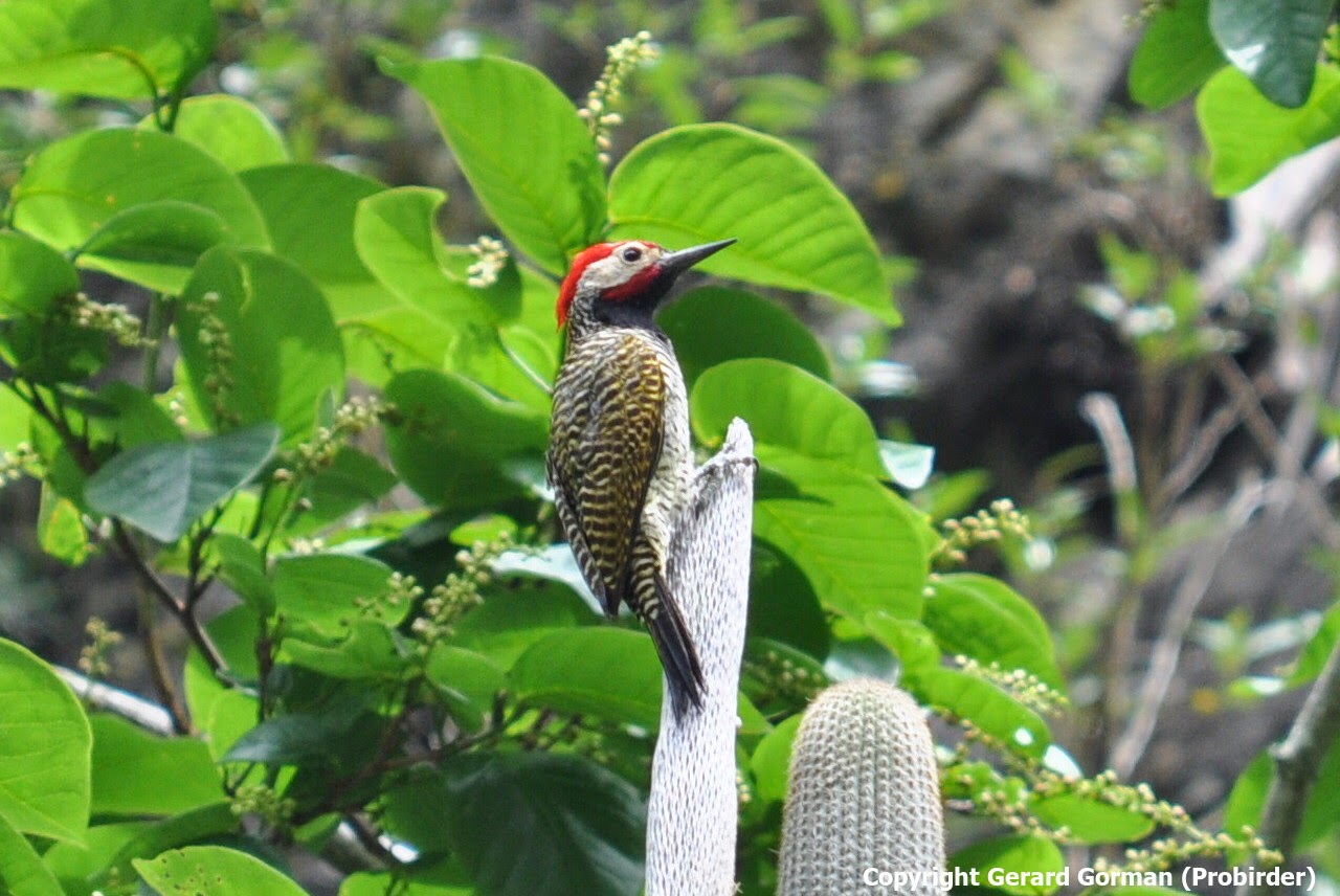 Woodpeckers of the World: Endemic Woodpeckers