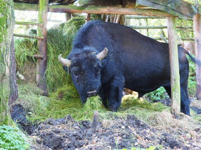 żubroń Brutus, mieszanka trójgatunkowa, mieszanka krowy z żubrem, stacja PAN w Popielnie