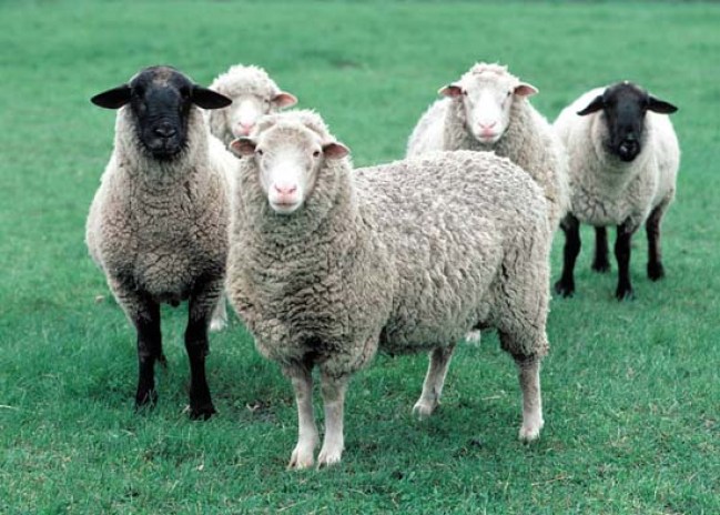 Nuôi Cừu – Tìm Hiểu Tổng Quan Về Nghề Nuôi Cừu