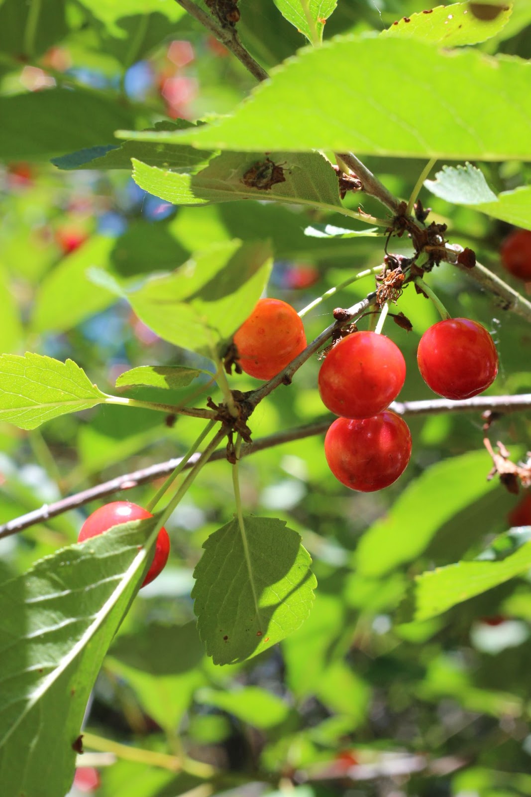Pie Cherries and Cherry Cobbler