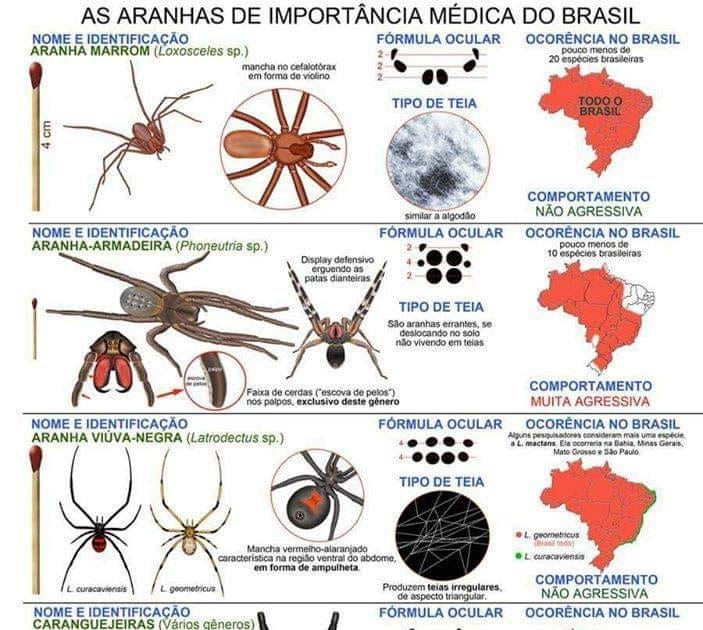 Aracno Garden Aranhas mais venenosas do Brasil Aracno Garden Aranhas mais venenosas do Brasil