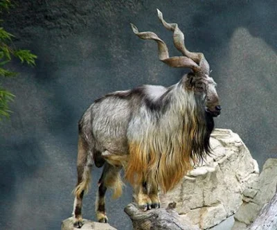 Markhor - National Animal of Pakistan