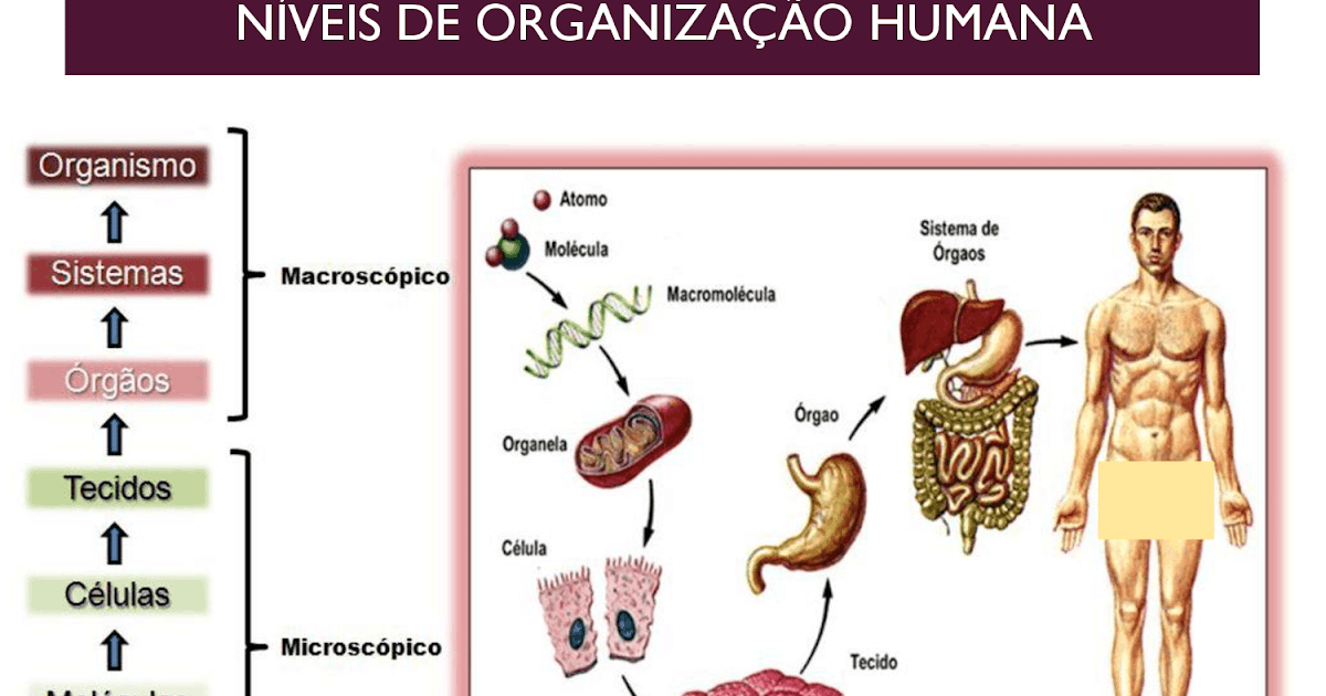 Biológico Níveis de Organização do Corpo Humano Biológico Níveis de Organização do Corpo Humano