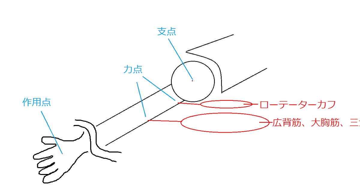 トレーニングと栄養 ローテーターカフの強化