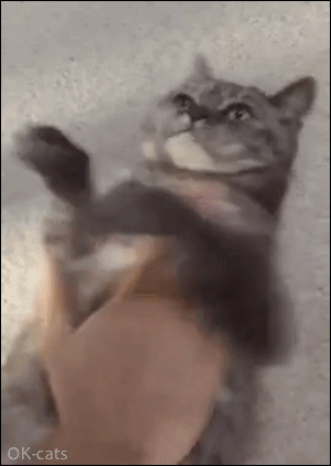 Funny Cat GIF • Shake the cat! Shake the cat! But kitty doesn't give a single fuck, haha you FAIL Funny Cat GIF • Shake the cat! Shake the cat! But kitty doesn't give a single fuck, haha you FAIL