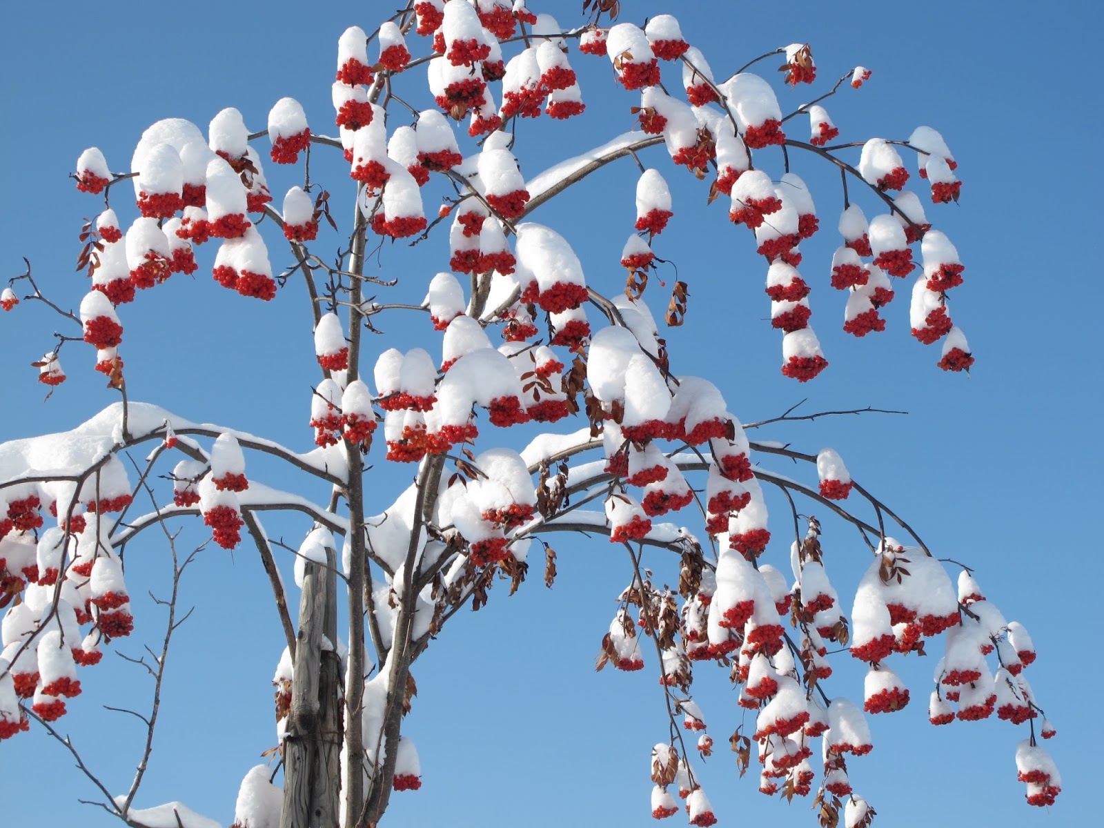 東川町の暮らし徒然 ナナカマドの実が白に映える