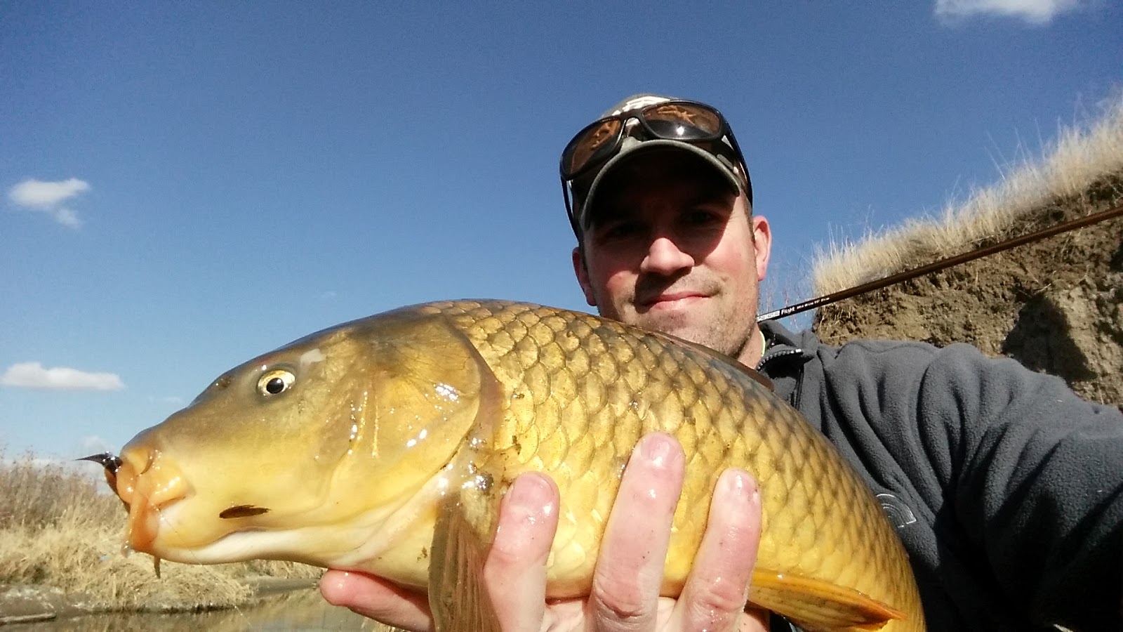 Go Fly a Carp Colorado Carp Fly Fishing Catching carp on the fly in