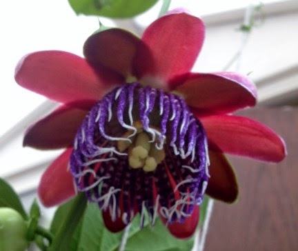 Hydrangea Aspera Stock Photos Hydrangea Aspera Stock Images